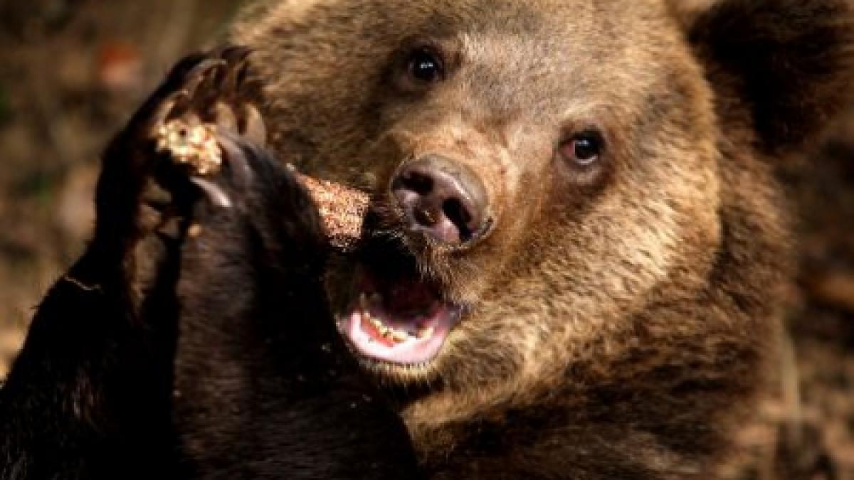 Man killed by bear in Romanian woods is second victim this week