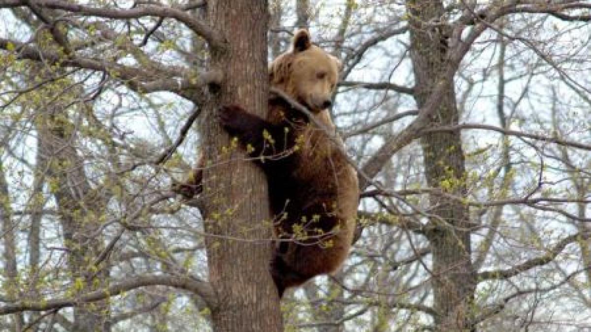 Ursul care a atacat doi bărbaţi într-o pădure din Argeş a fost împuşcat