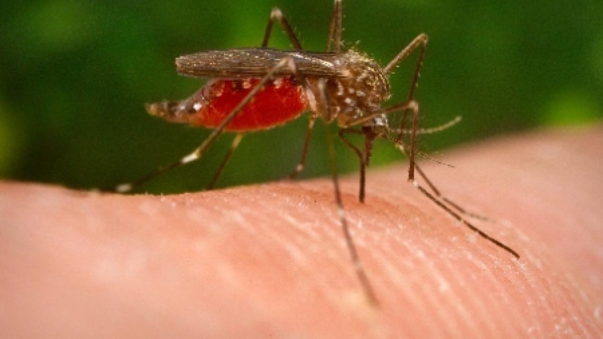 Virusul West Nile face o primă victimă în Macedonia. Cinci cazuri semnalate în septembrie, în Balcani