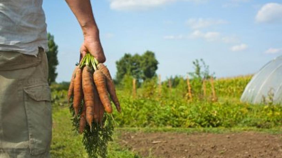 Afacere de poveste. Piaţa produselor bio - noul boom pentru investitori