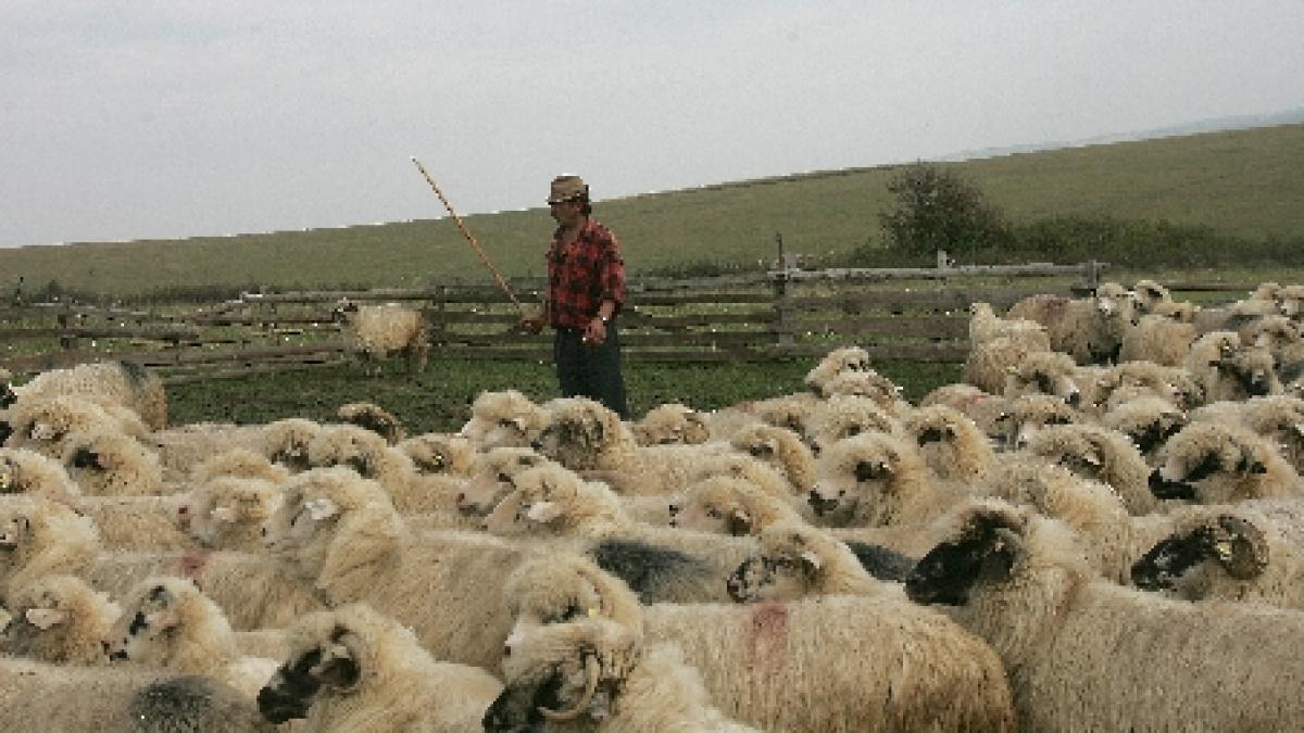 Doi ciobani români, împuşcaţi în nordul Italiei. Patru agresori le-au furat 600 de oi