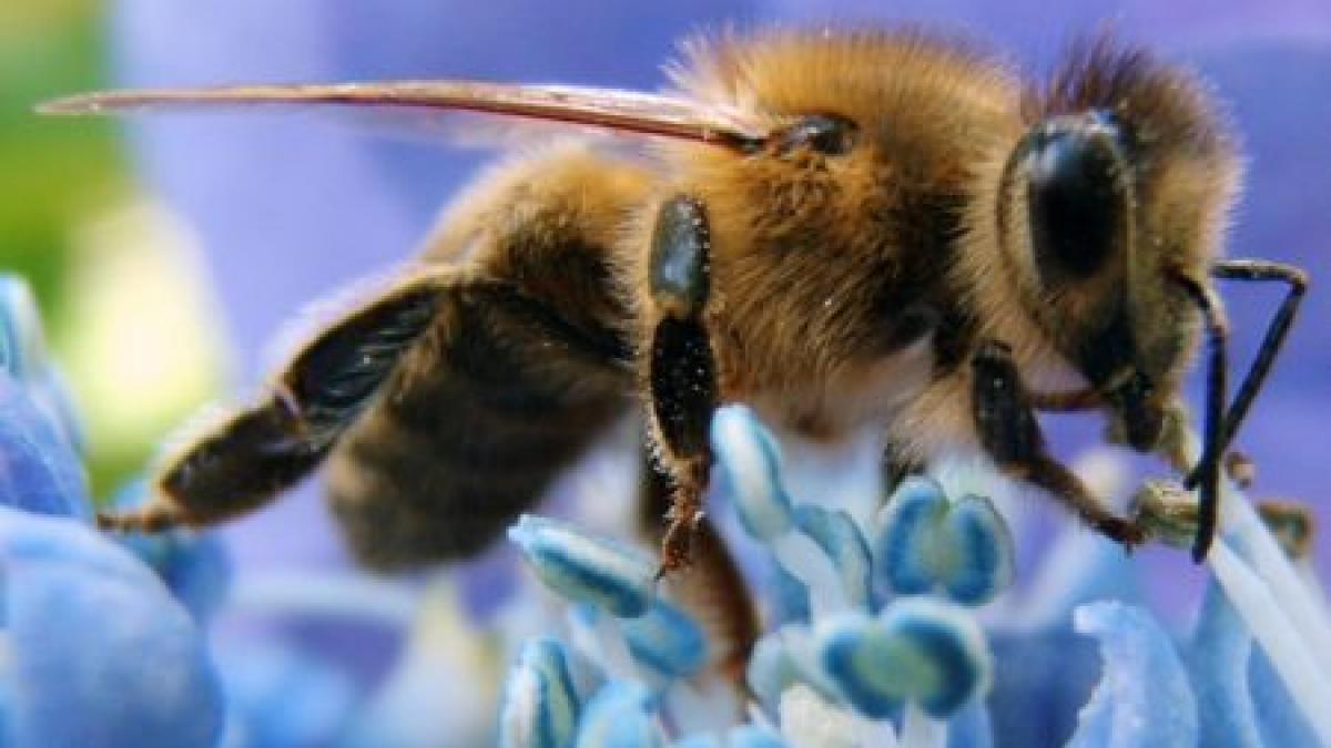 Apicultorii au fost uimiţi de acest fenomen. Albinele au produs MIERE ALBASTRĂ