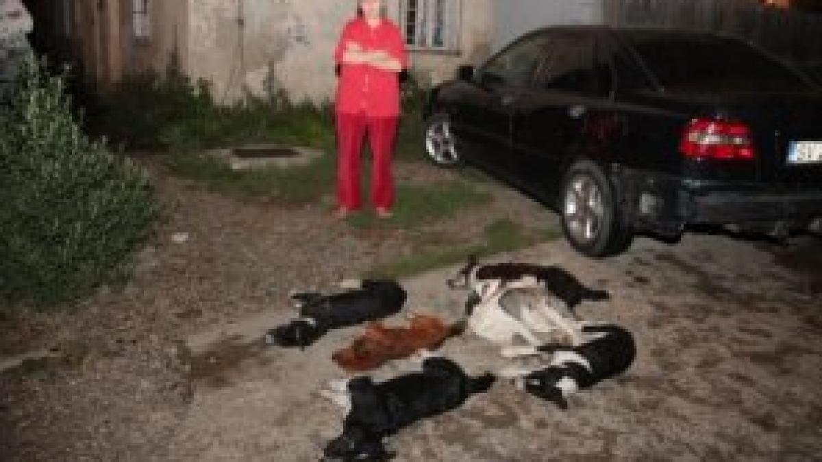 Peisaj de groază într-un cartier din Suceava. Cadavrele a zeci de câini otrăviţi, găsite în plină stradă