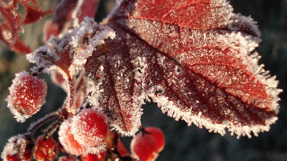 În unele oraşe temperaturile au atins -6 grade, iar pe munte a NINS. Toamna şi-a schimbat hainele