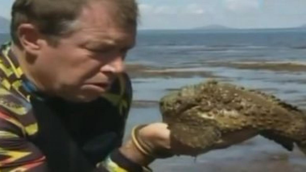 Seamănă cu o piatră, dar e cel mai veninos peşte din lume. Stone Fish te poate ucide în câteva ore