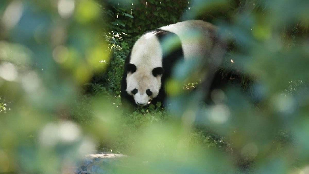 Oamenii preistorici mâncau urşi panda