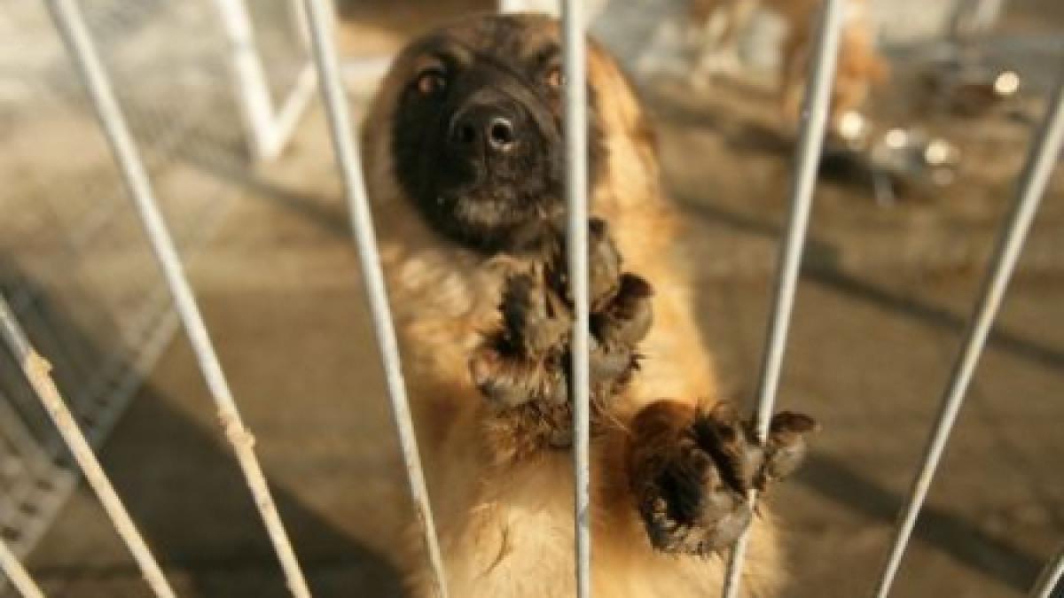 Tragedie la un adăpost de animale din Cluj: O femeie a murit şi peste 120 de câini şi pisici au ars de vii într-un incendiu  