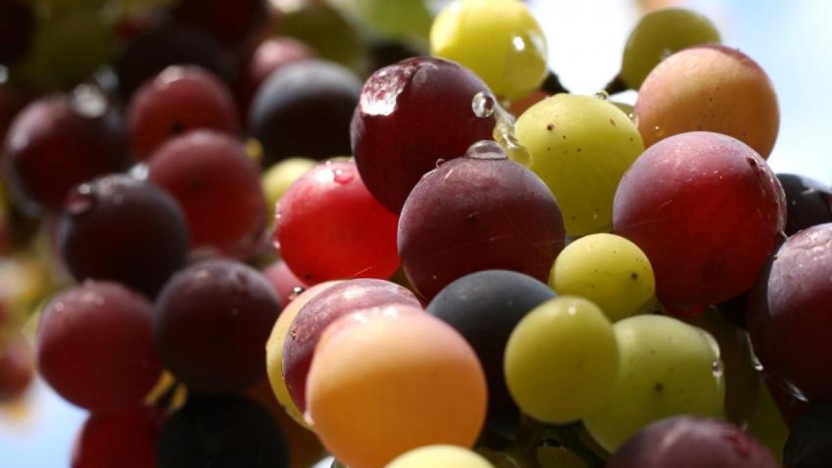 Italienii vor să producă cel mai bun vin din lume în România