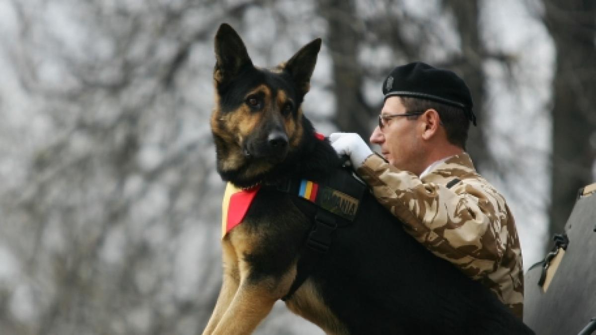 Vedeta paradei de Ziua Naţională - Max, un ciobănesc german din echipa de genişti