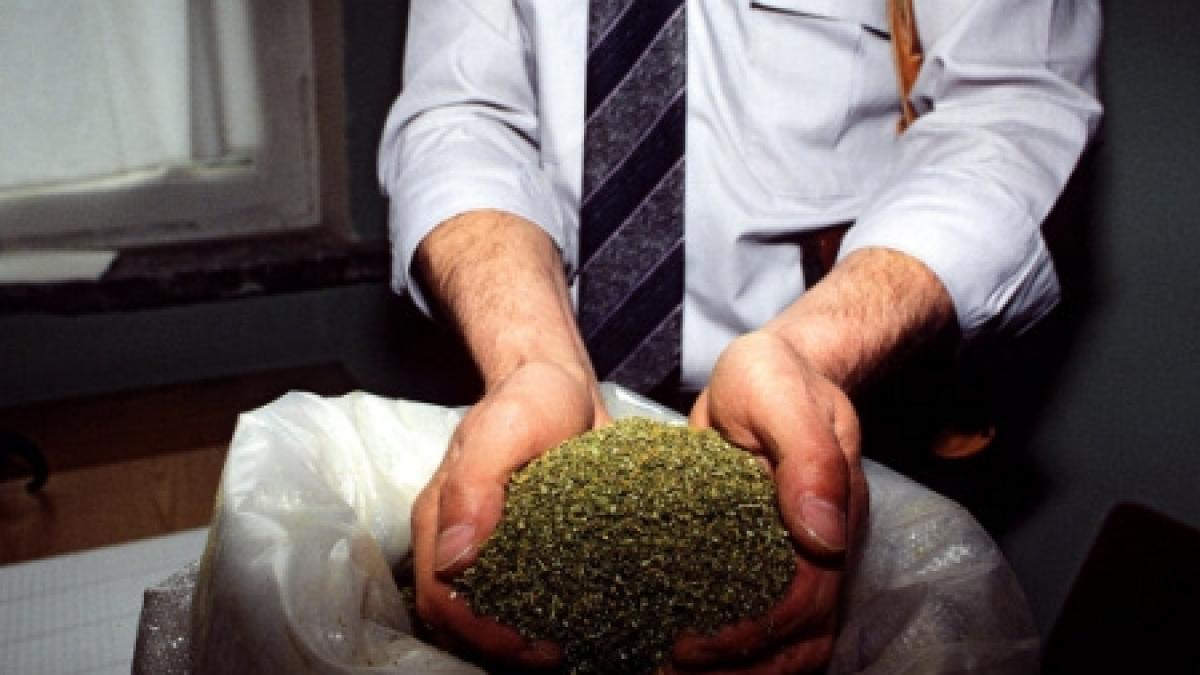 Prima zi cu marijuana legală în statul Washington: doi oameni morţi