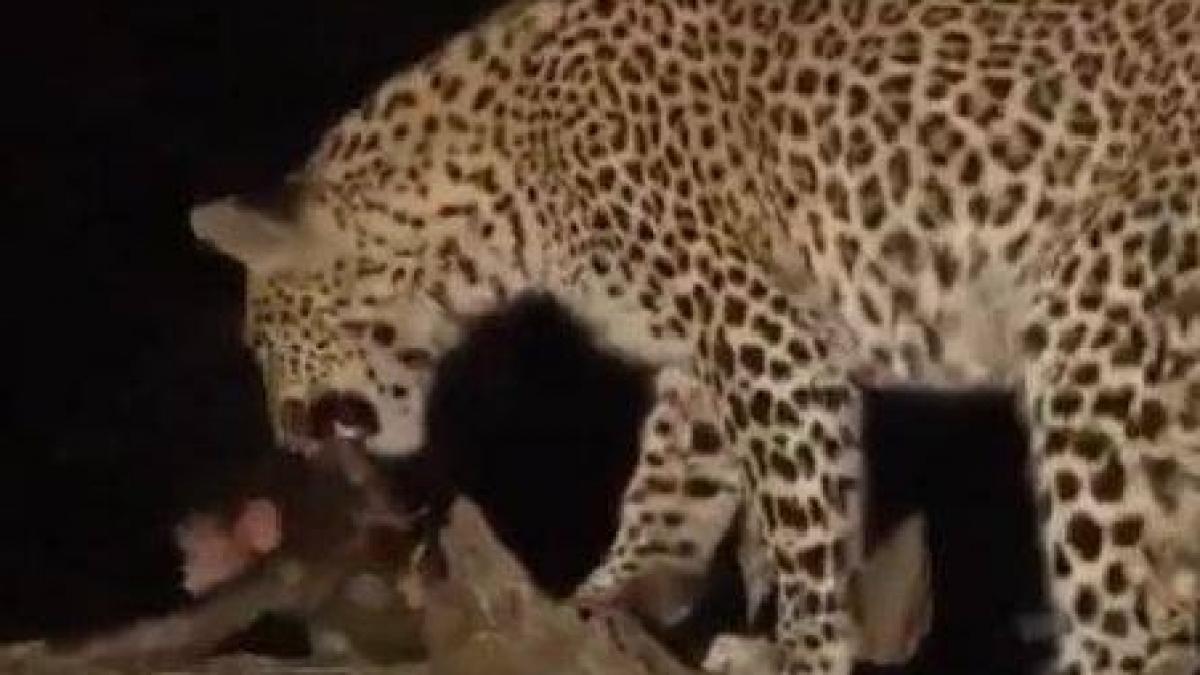 Impresionant! Un leopard şi-a ucis prada, dar a avut grija de puiul victimei