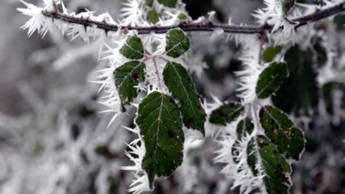 Informare de ger şi vânt puternic în toată ţara, până sâmbătă seara. Vezi prognoza meteo