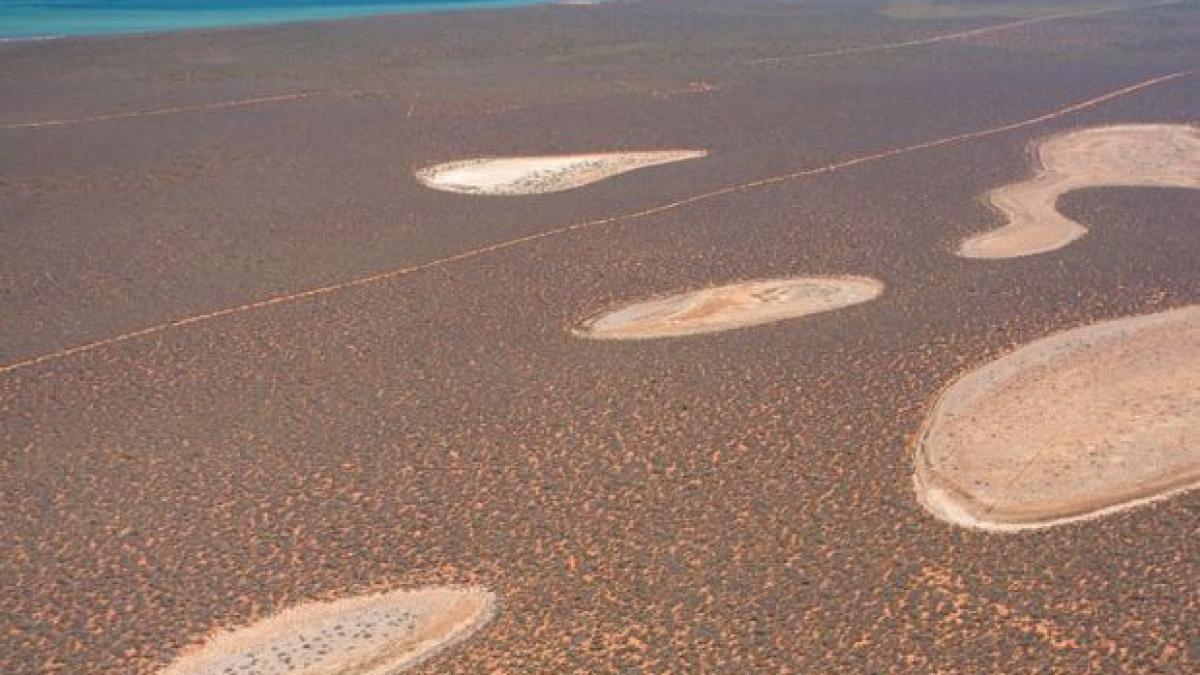 Cele mai vechi forme de viaţă de pe Terra ar fi existat înainte de formarea oxigenului pe planeta noastră