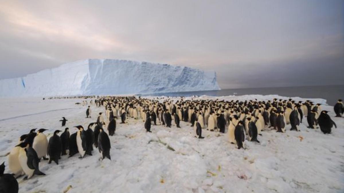 IMAGINI IMPRESIONANTE. Primii oameni care au &quot;vizitat&quot; o colonie cu 9.000 de pinguini imperiali