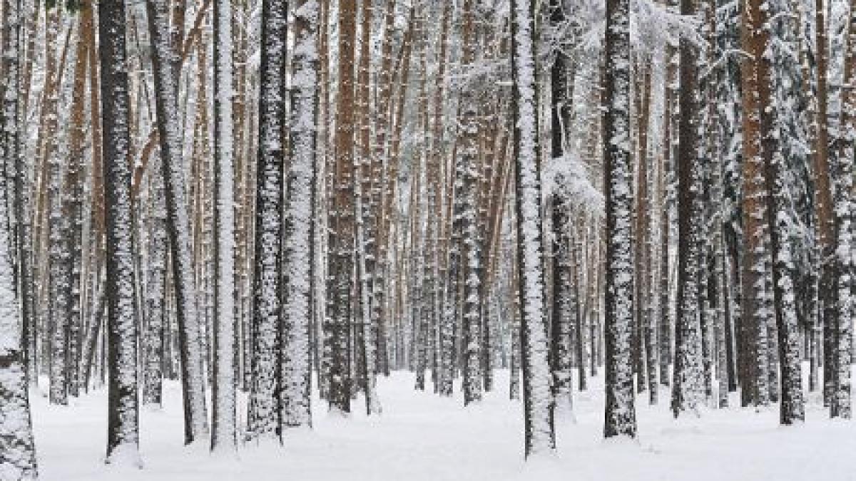 Când se întoarce iarna. Prognoza meteo pentru următoarele două săptămâni