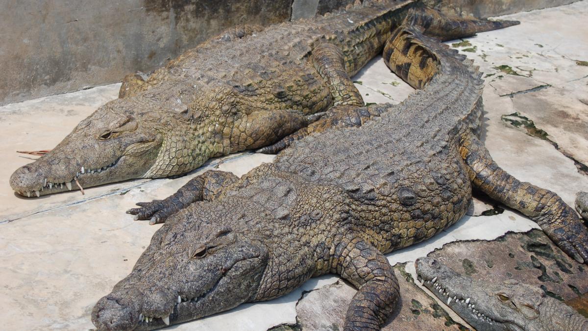 15.000 de crocodili au scăpat dintr-o fermă