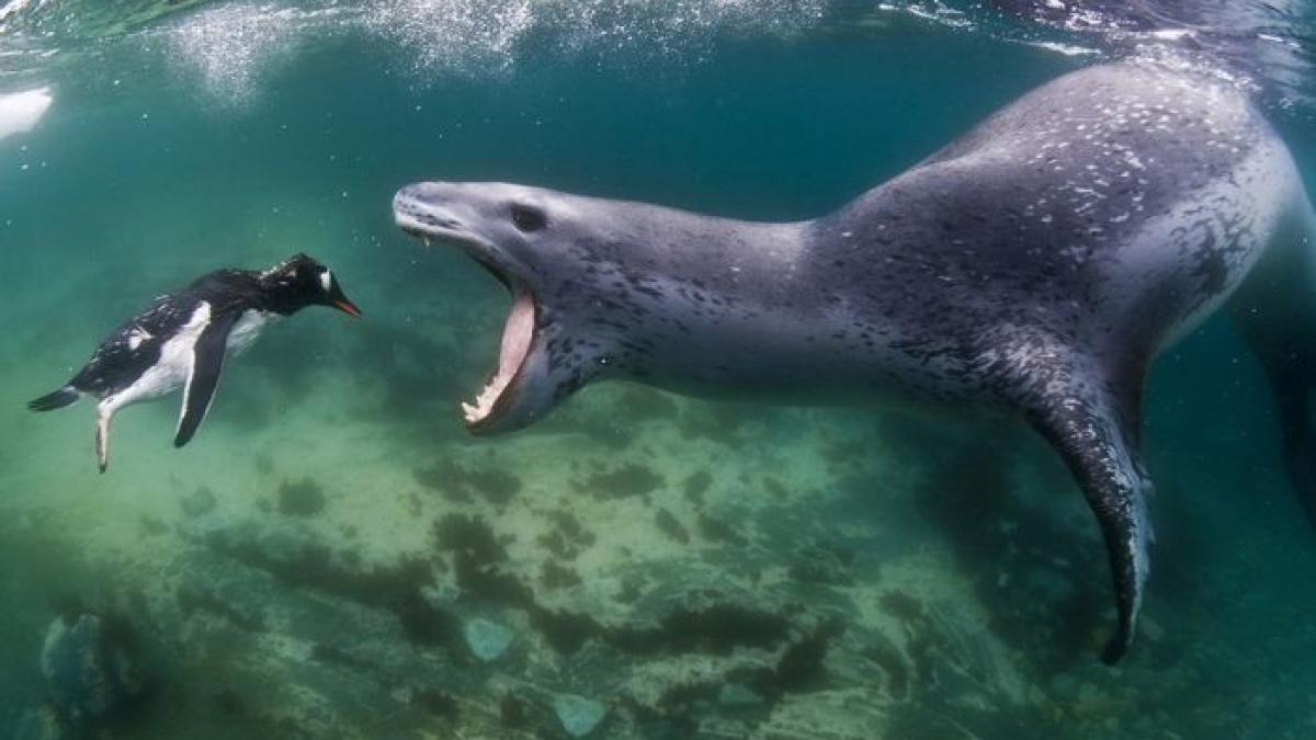 &quot;Înotând către fălcile morţii&quot;. Fotografiile care arată ultimele secunde din viaţa unui pinguin