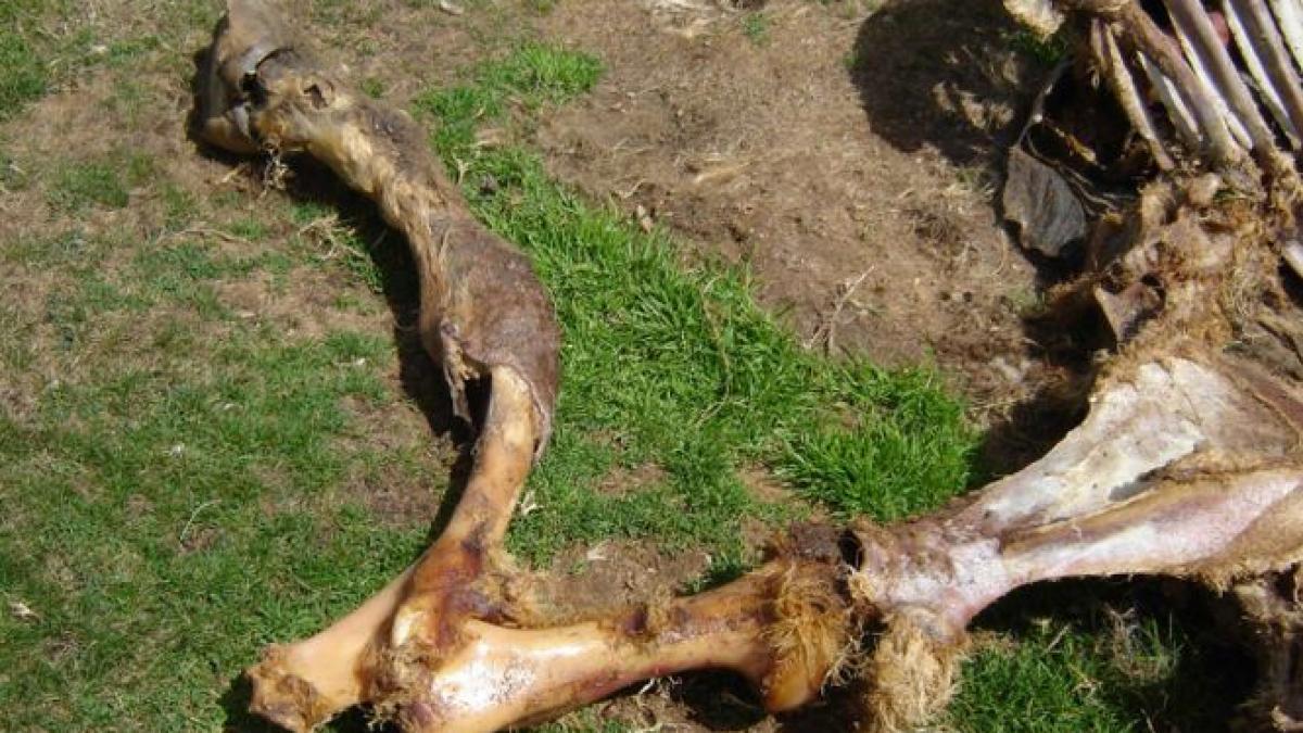 Sute de cai ucişi şi aruncaţi într-un lac, la Galaţi. ONG-urile spun că ar putea fi vorba de samsarii de animale