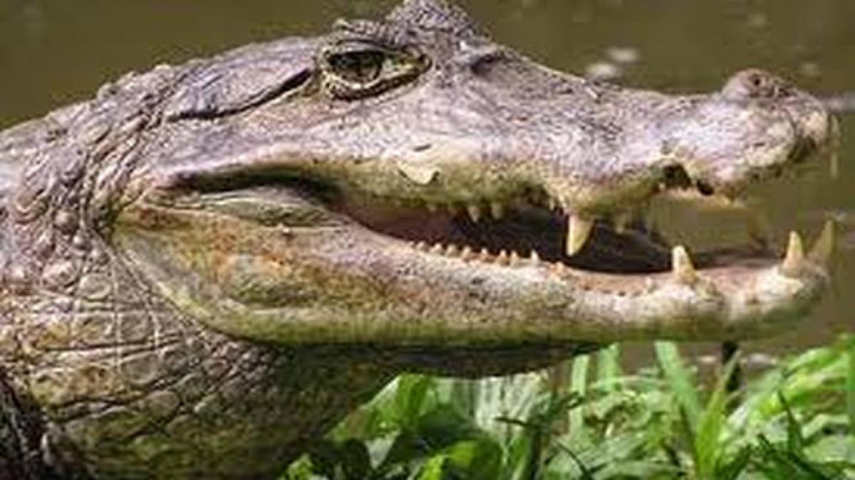 Trafic de crocodili la Grădina Zoologică din Sibiu. Doi caimani au fost cumpăraţi ilegal