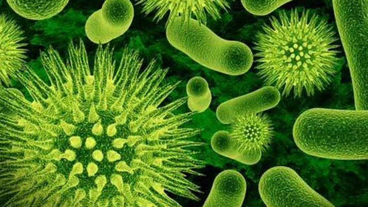 Alertă în Statele Unite. SUPERBACTERIA rezistentă la antibiotice care a alarmat autorităţile americane