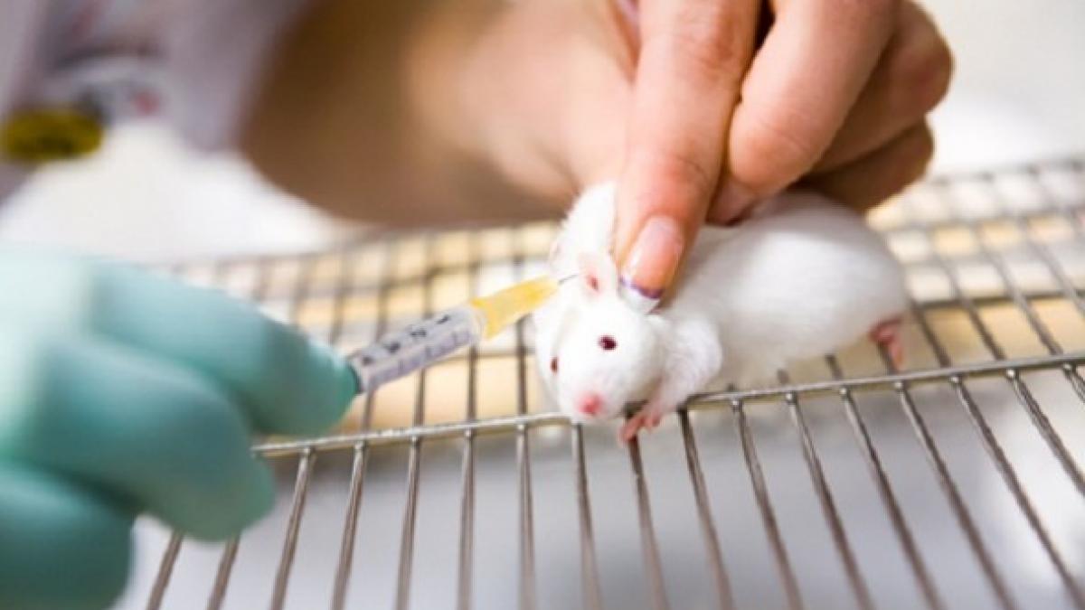 Un pas major către oprirea cosmeticelor testate pe animale. Vezi ce decizie a luat Comisia Europeană