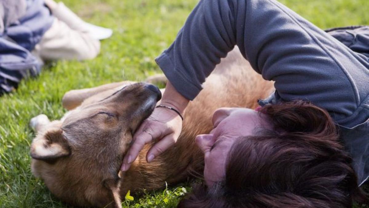 Cei mai buni prieteni ai omului, lăsaţi într-o baltă de sânge chiar de veterinar. Cum se apără medicul acuzat 