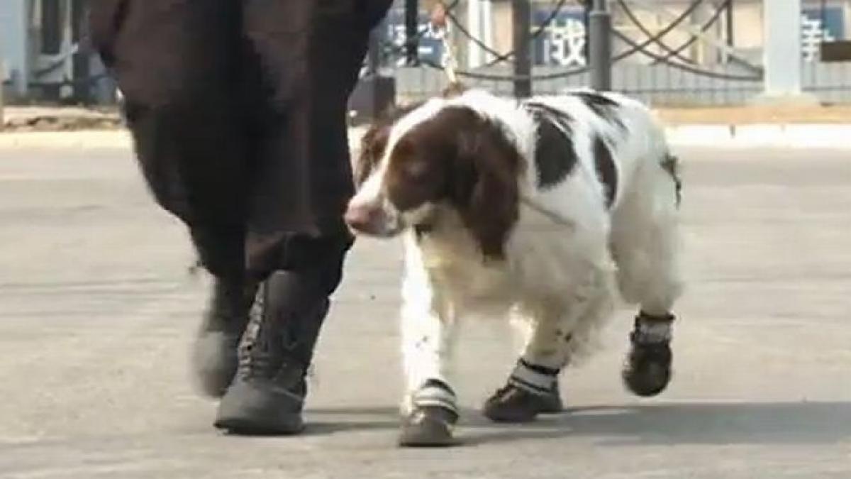 Ultimele tendinţe în moda canină! Poliţiştii patrupezi din China vor purta pantofi