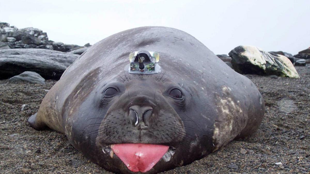 Un elefant de mare cu chef de plimbare a blocat traficul într-un oraş brazilian 