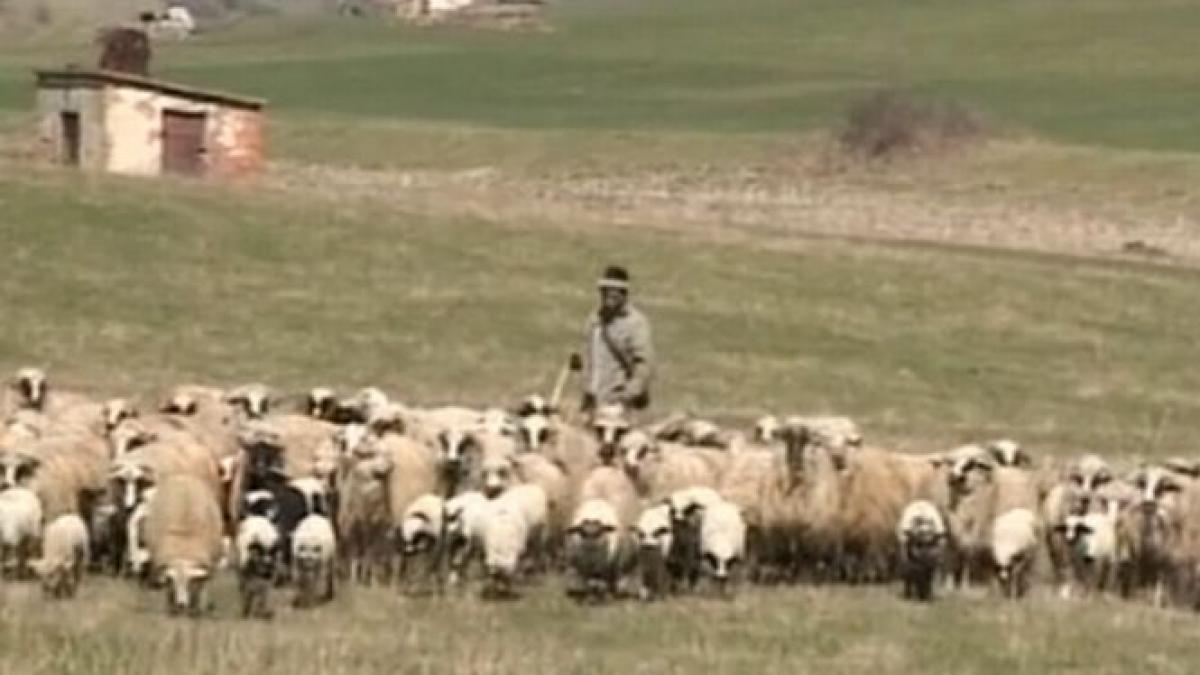 Mai mulţi bani pentru fermieri: Crescătorii de ovine vor primi un ajutor suplimentar de 4,5 euro pentru fiecare animal