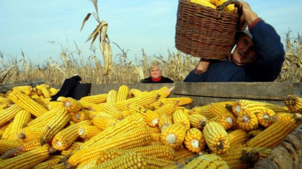 Au venit testele în cazul porumbului pus sub sechestru în Dolj. Cerealele nu erau contaminate cu aflatoxină