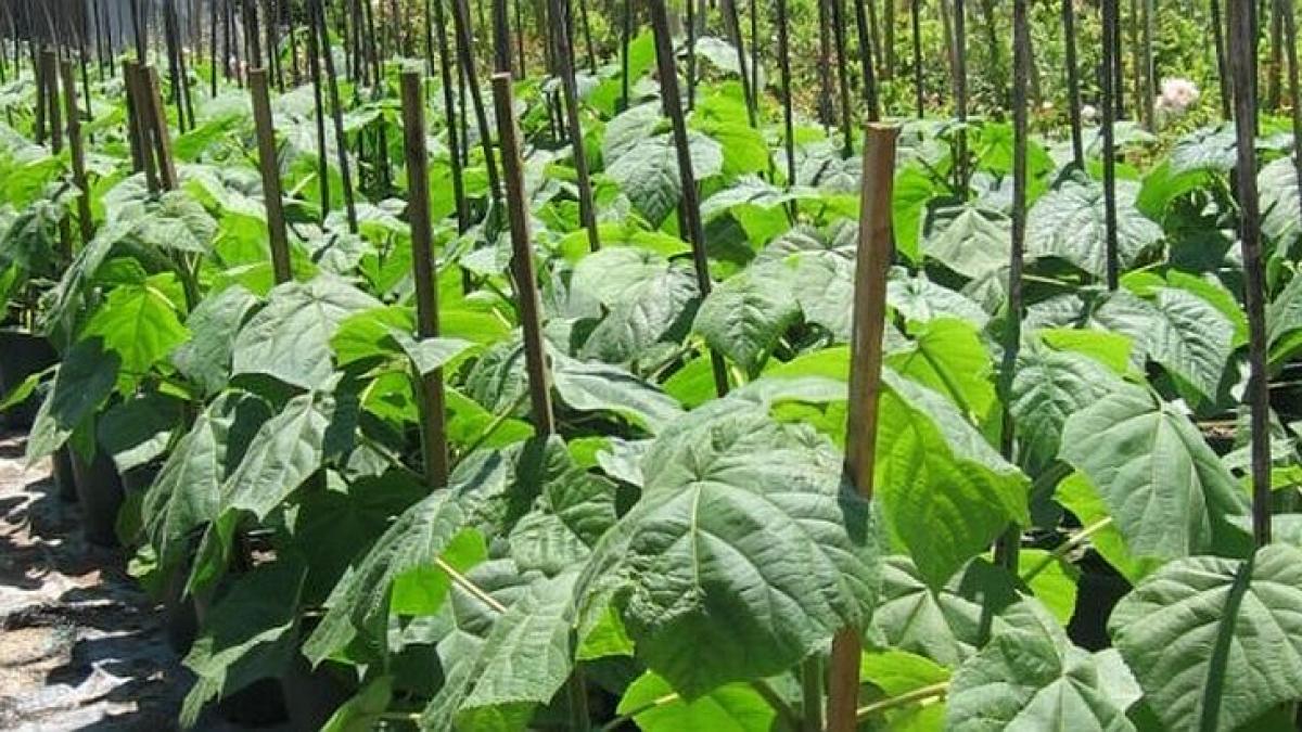 Adio, porumb, grâu sau floarea soarelui. Agricultorii din Botoşani s-au pus pe cultivat plante exotice