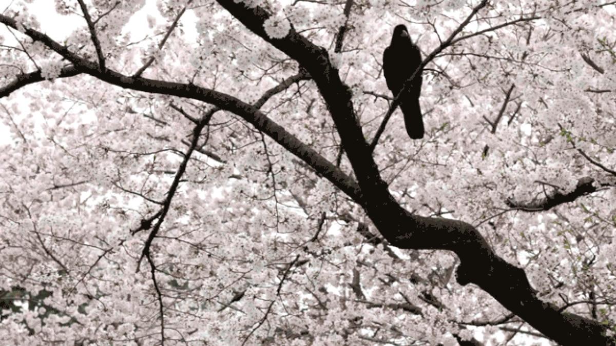 Fotografii superbe, care îţi vor aduce primăvara în inimă. Cum înfloresc cireşii