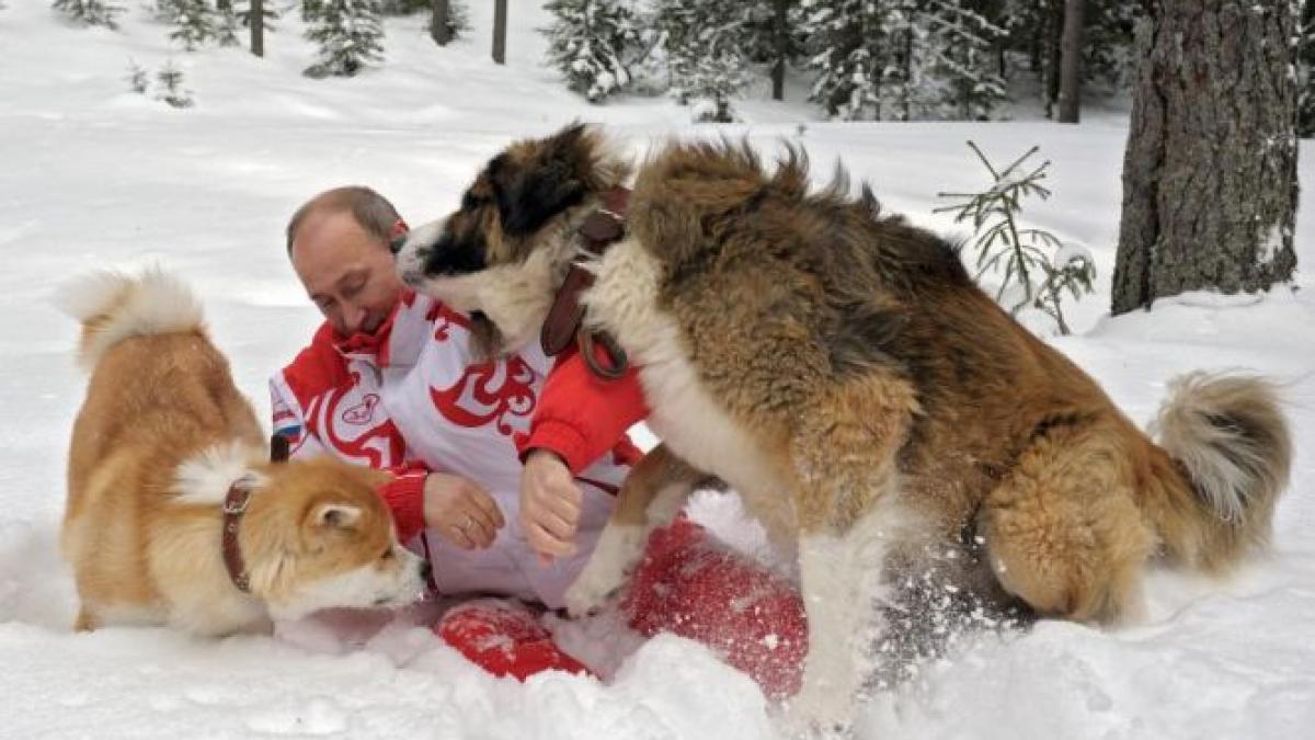 Vladimir Putin, doborât de doi câini fioroşi. Vezi ce a păţit liderul rus în timpul unei şedinţe foto