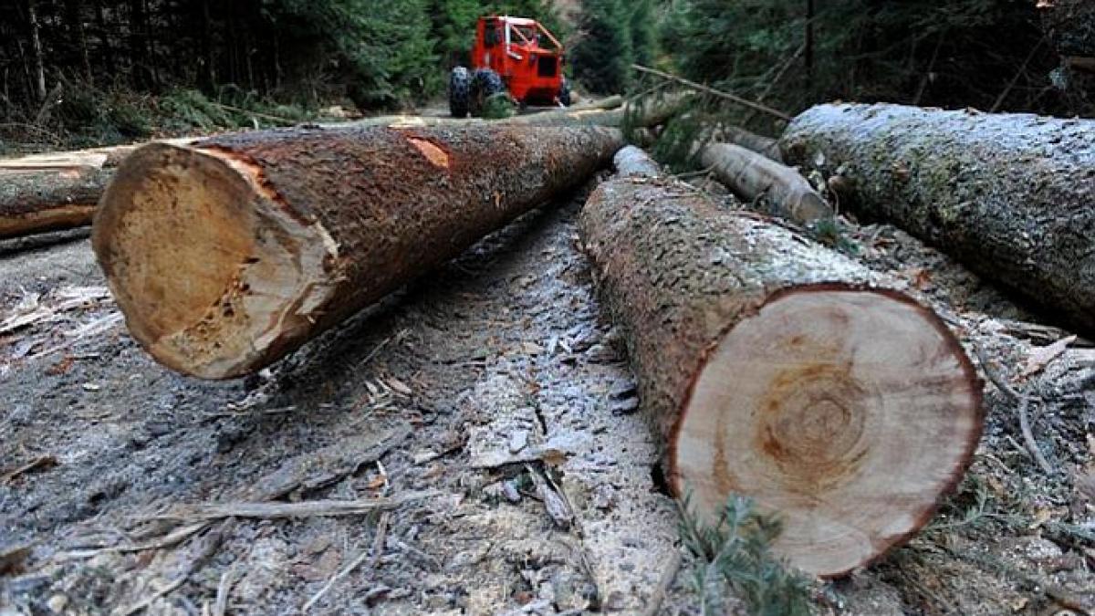 România despădurită. La noi se taie, în medie, trei hectare de pădure pe oră