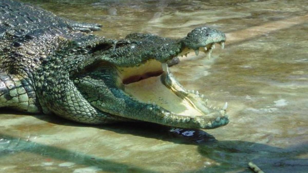 A scăpat cu viaţă din fălcile unui crocodil