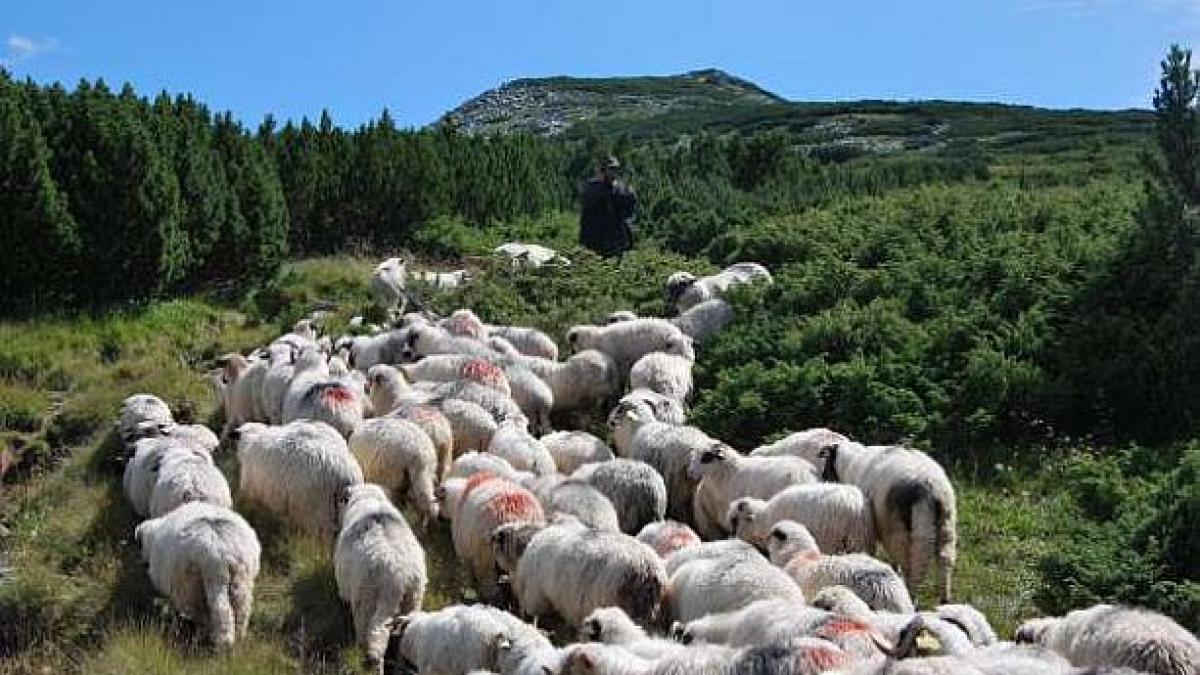 &quot;Ciobănaş cu 300 de oi&quot;. Doi tineri au furat o turmă cu 300 de mioare chiar de la stână