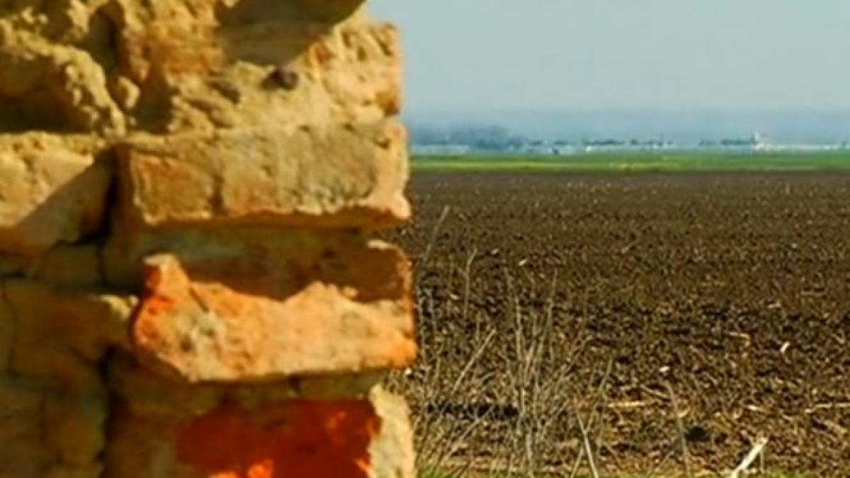 Peste 500.000 de hectare de teren agricol din România au căzut pradă buruienilor