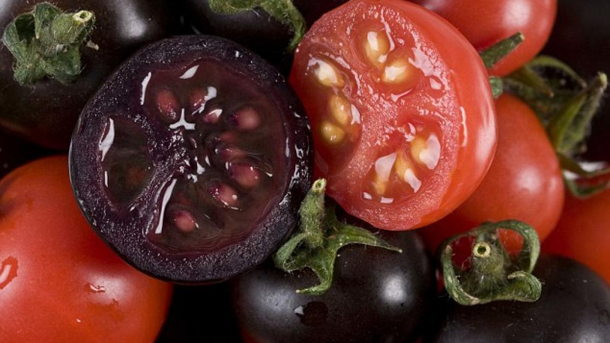 Tomatele VIOLET, mai proaspete şi mai atrăgătoare, dar CU CE PREŢ. Tu le-ai consuma?