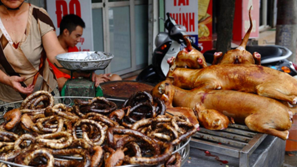 &quot;Aici este IADUL!&quot; Peste 200.000 de CÂINI ajung în farfuriile clienţilor din restaurante. Un reporaj cutremurător