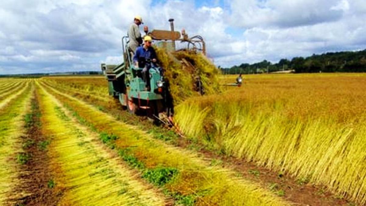 Veste bună pentru fermieri. Statul va acorda ajutor nerambursabil pentru dezvoltarea fermelor. Află cât de mare va fi ajutorul