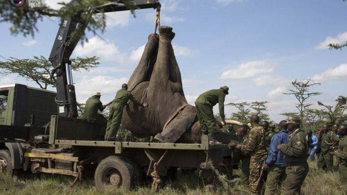 IMAGINI ŞOCANTE! Când animalele se aşază în calea oamenilor. Cum sunt alungaţi elefanţii din Kenya