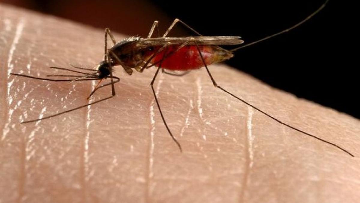 Moscova, sub asediul ţânţarilor care transmit MALARIA