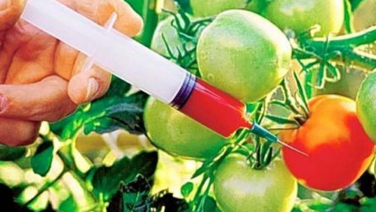 Alimente modificate GENETIC, în farfuriile românilor