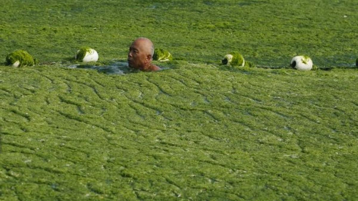 Litoralul chinez de la Marea Galbenă s-a făcut VERDE! Cantităţi record de alge au invadat plajele