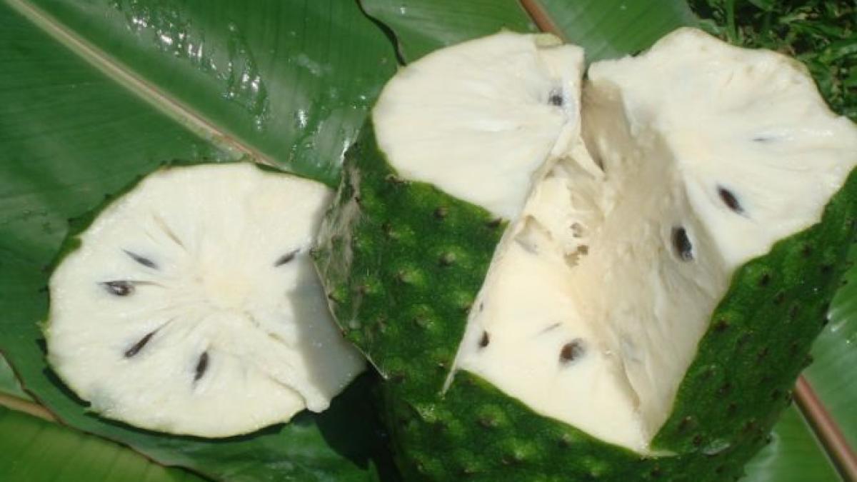 Guanabana, fructul care vindecă cancerul