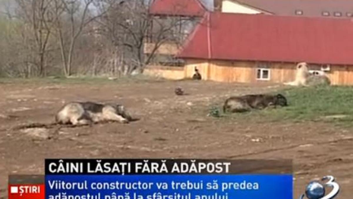 Primăria Capitalei reziliază contractul cu firma care trebuia să construiască adăpostul de câini