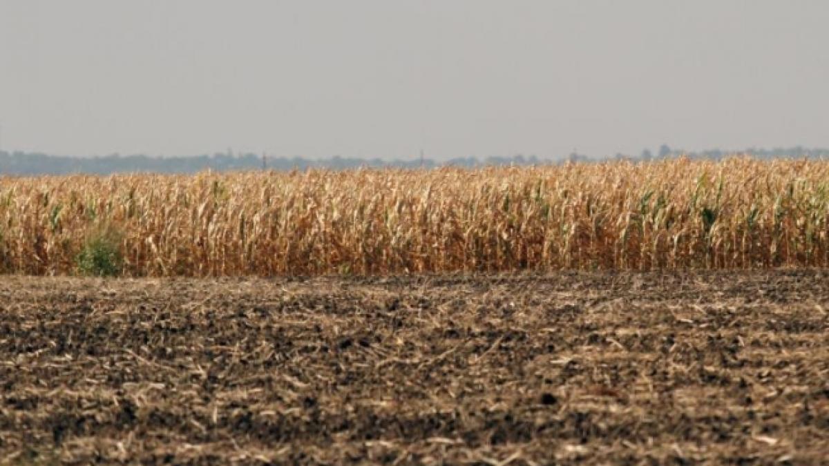 Semnal de alarmă: Peste 80% din parcelele agricole din România sunt la limita încărcăturii cu nitraţi