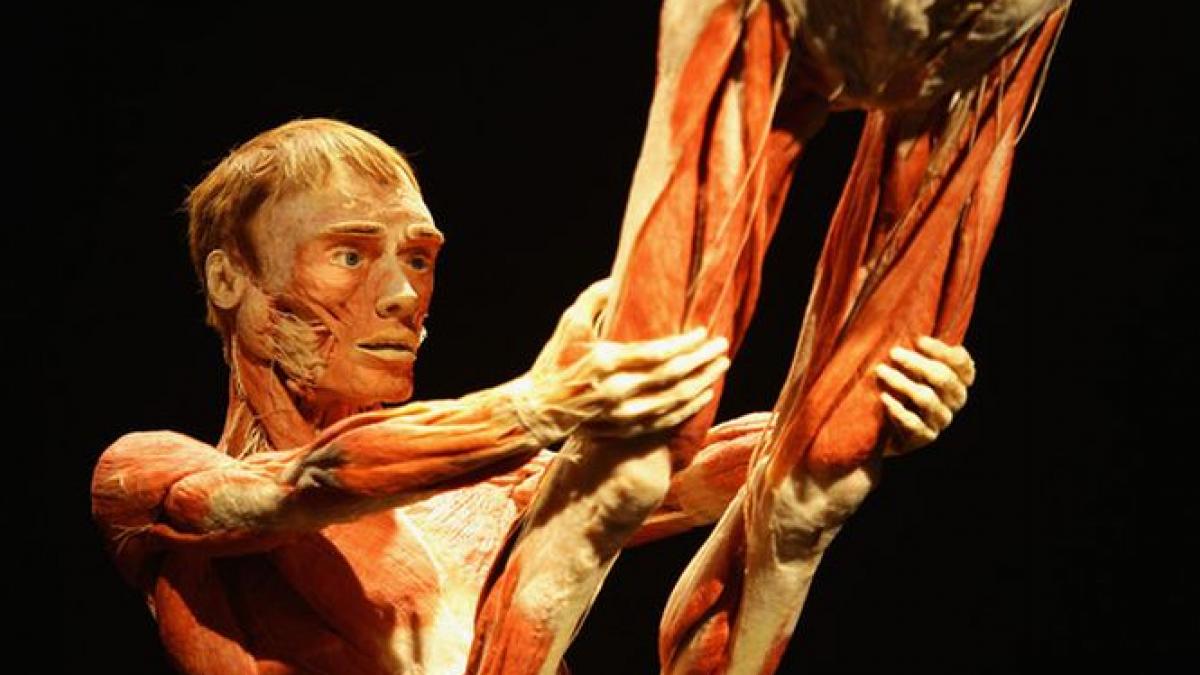 Succes răsunător al expoziţiei &quot;The Human Body&quot;. A adus încasări de aproape un milion de euro