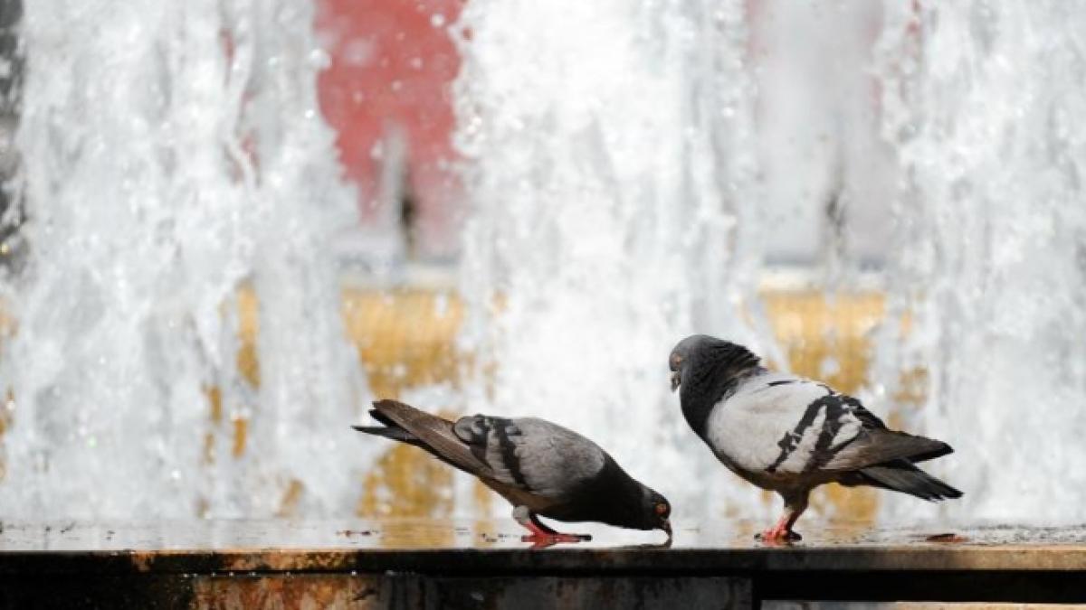 Cod GALBEN DE CANICULĂ pentru vestul, sudul şi centrul ţării