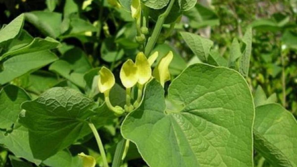 O plantă care poate produce cancer, de vânzare în farmacii